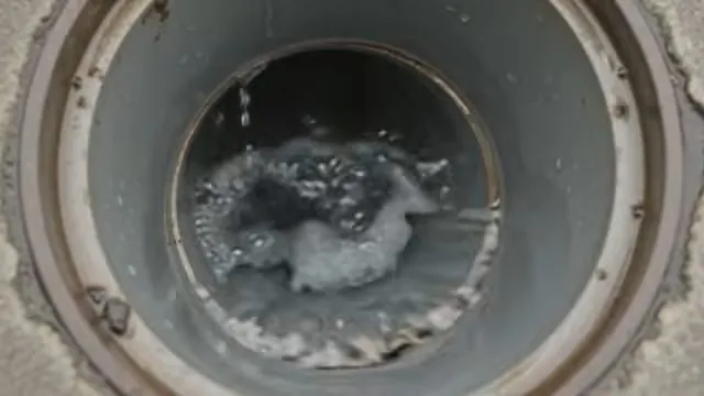 Floor drain filled with swirling water and foam.